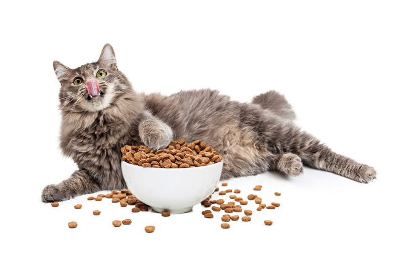 Katzenfutter ohne Getreide von Cooschel!