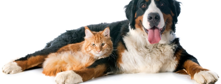 Berner Sennenhund mit Katze, Hundefutter von Cooschel, Tiernahrung von Cooschel