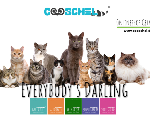 Cooschel, der Katzen Online-Shop