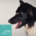 Hundefutter Ente, getreidefrei, für ausgewachsene Hunde