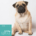 Hundefutter Forelle Light, getreidefrei, für mollige Hunde