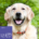 Hundefutter Super Premium Forelle