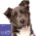 Hundefutter Super Premium Lamm